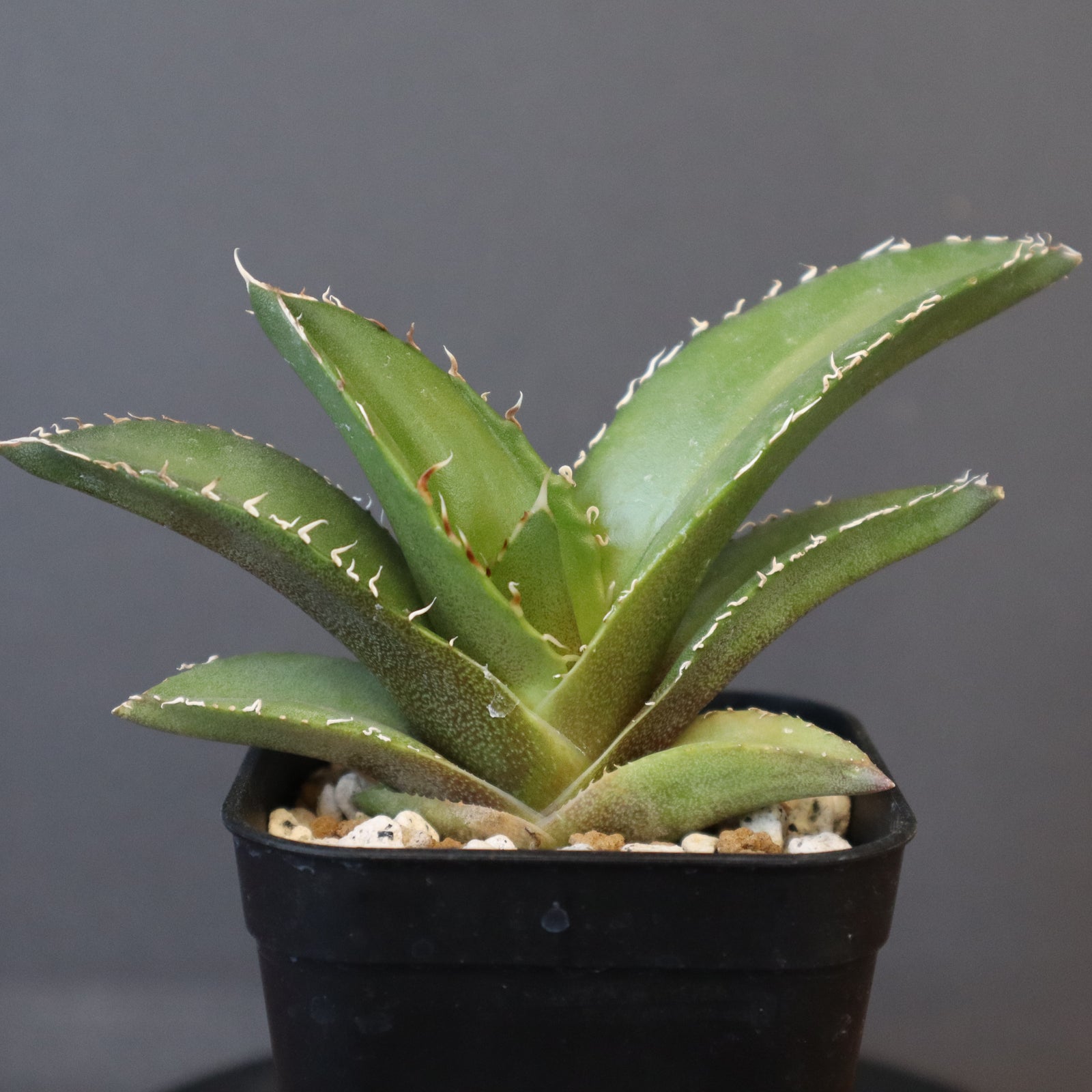 アガベ チタノタ ドラゴンクロー イラン産 大株 - 観葉植物