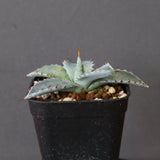 【DRAGON AGAVE】アガベ 特白肌×屈原實生 EC2806