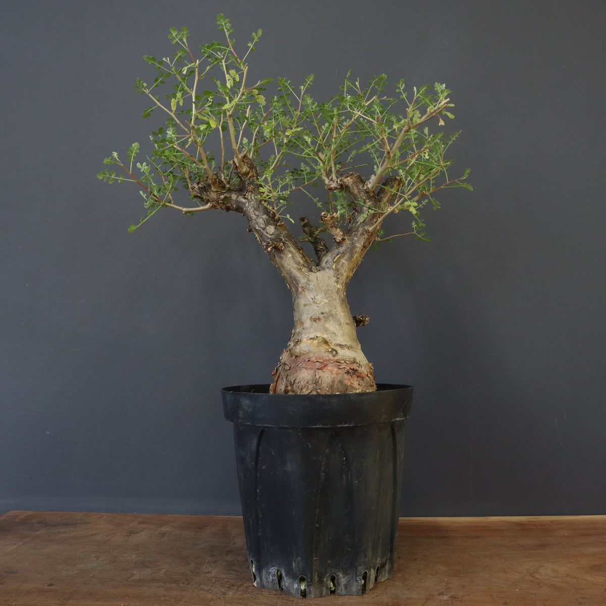 【最終値下げ】 沖縄オオハマボウ 索/塊根/イボ【氣まぐれセール】 最終値下げ】 沖縄オオハマボウ 索/塊根/イボ【氣まぐれセール