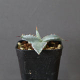 【DRAGON AGAVE】アガベ 特白肌×屈原實生 EC2806