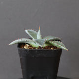 【DRAGON AGAVE】アガベ 特白肌×屈原實生 EC2806