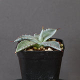 【DRAGON AGAVE】アガベ 特白肌×屈原實生 EC2806