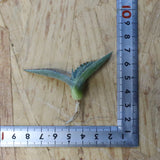 【DRAGON AGAVE】アガベ 甲蟹×屈原 EC1269