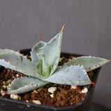 【DRAGON AGAVE】アガベ 特白肌×屈原實生 EC2805