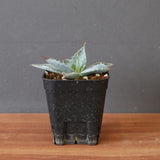 【DRAGON AGAVE】アガベ 特白肌×屈原實生 EC2805