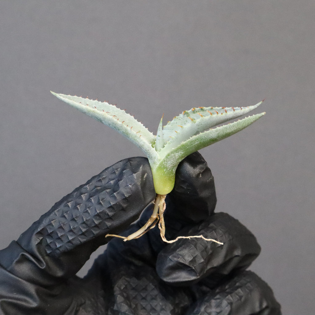 アガベ甲蟹×屈原 子株 アガベ 甲蟹×屈原 ハイブリッド lize産 子株販売