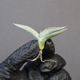 【DRAGON AGAVE】アガベ 甲蟹×屈原 EC1269