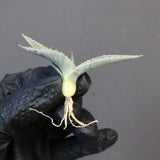 【DRAGON AGAVE】アガベ 甲蟹×屈原 EC1269