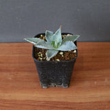 【DRAGON AGAVE】アガベ 特白肌×屈原實生 EC2805