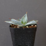 【DRAGON AGAVE】アガベ 特白肌×屈原實生 EC2805