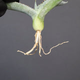 【DRAGON AGAVE】アガベ 甲蟹×屈原 EC1269