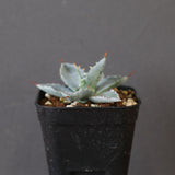 【DRAGON AGAVE】アガベ 特白肌×屈原實生 EC2805
