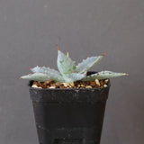 【DRAGON AGAVE】アガベ 特白肌×屈原實生 EC2805