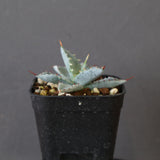 【DRAGON AGAVE】アガベ 特白肌×屈原實生 EC2805