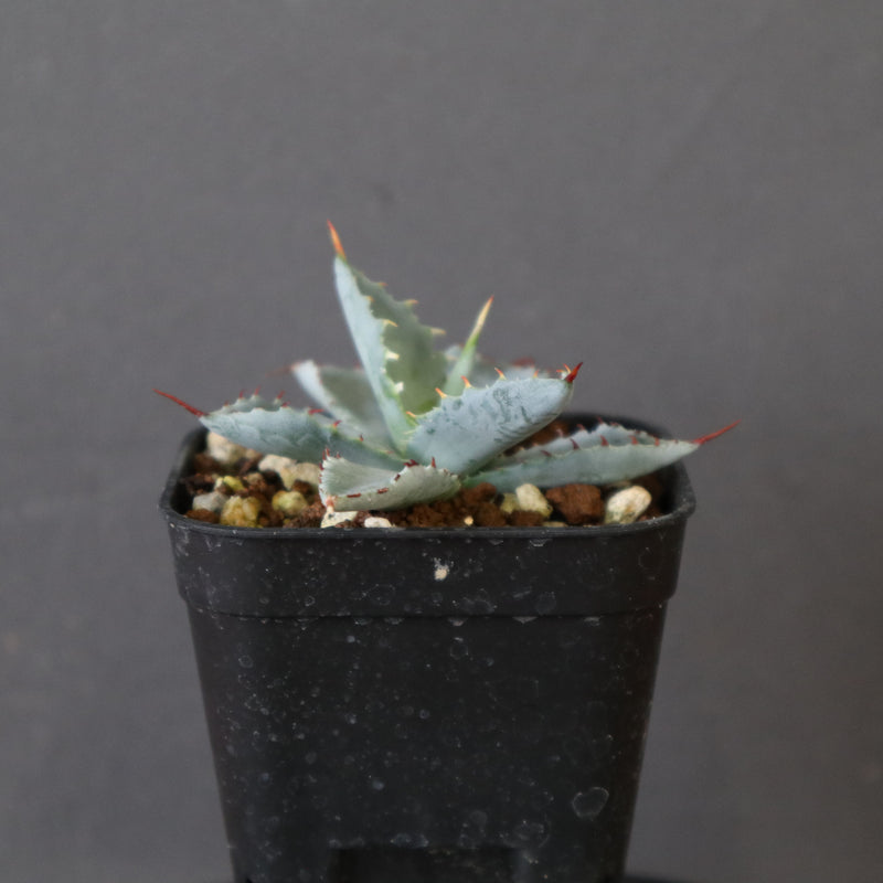 DRAGON AGAVE】アガベ 特白肌×屈原實生 EC2805 – TaiShoDo ONLINE SHOP