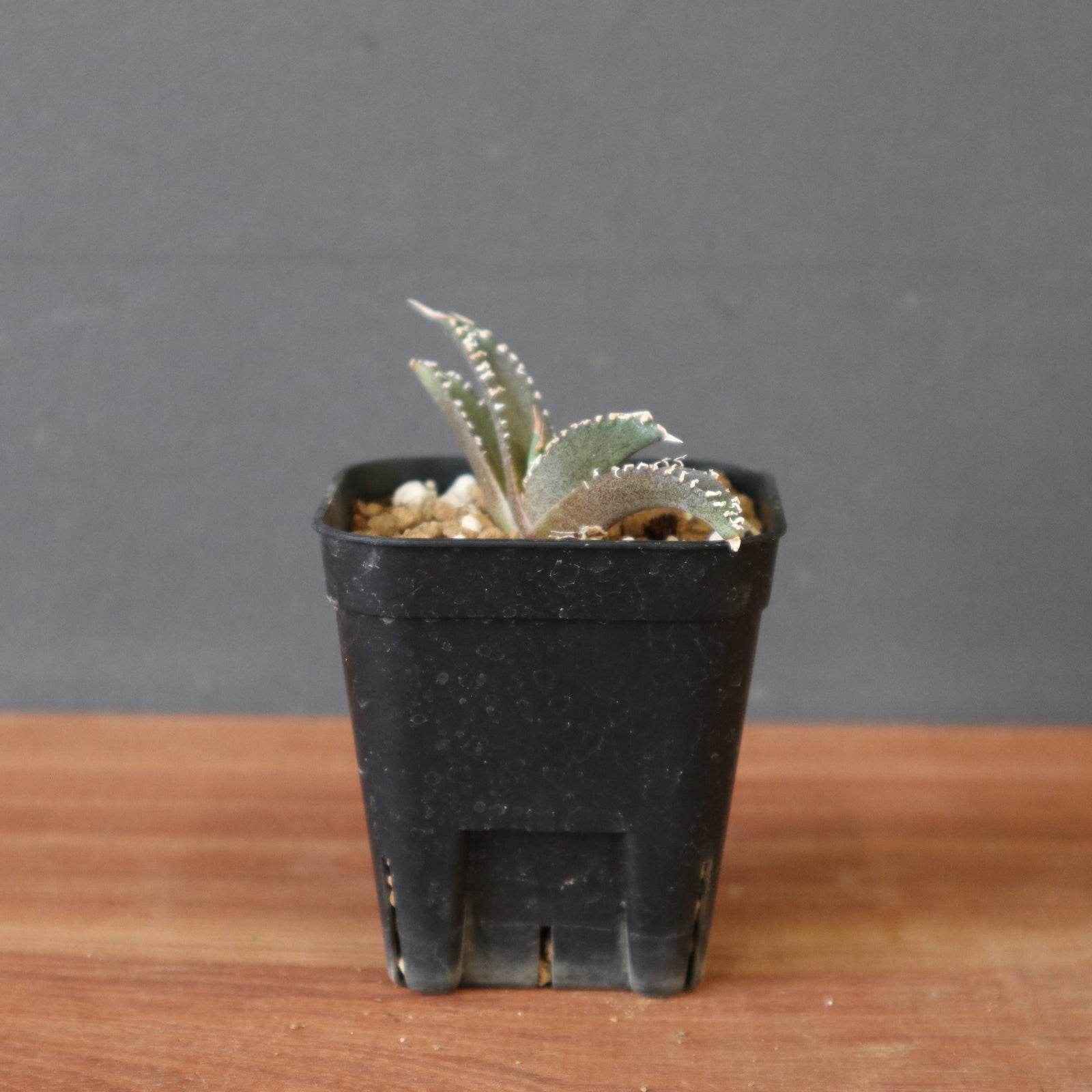 DRAGON AGAVE】アガベ dennis哥吉拉 EC2809 – TaiShoDo ONLINE SHOP