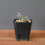 【DRAGON AGAVE】アガベ dennis哥吉拉 EC2809