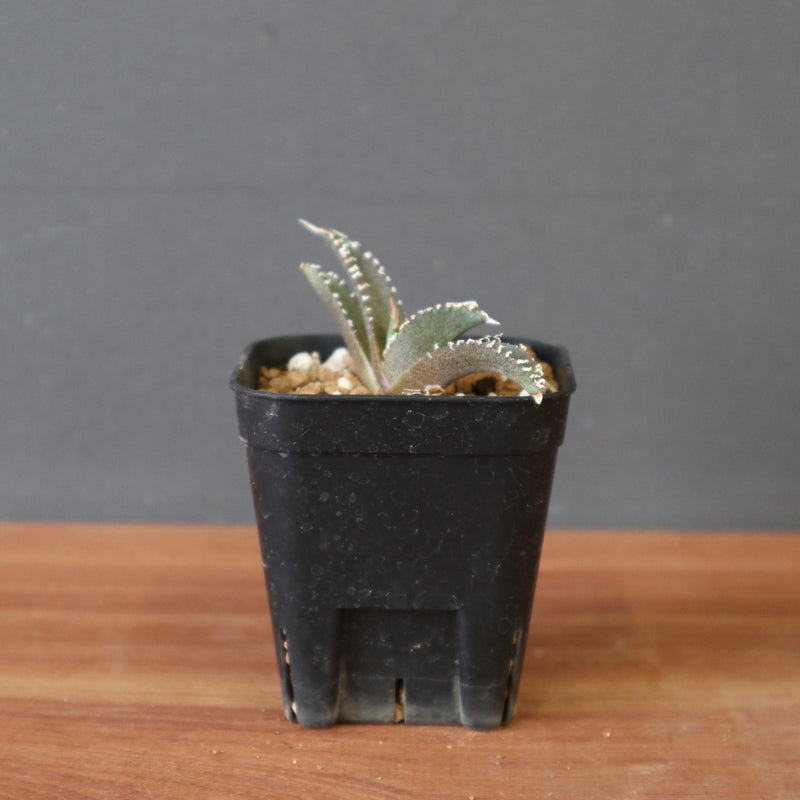 DRAGON AGAVE】アガベ dennis哥吉拉 EC2809 – TaiShoDo ONLINE SHOP