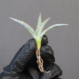 【DRAGON AGAVE】アガベ 甲蟹×屈原 EC1270