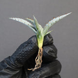 【DRAGON AGAVE】アガベ 甲蟹×屈原 EC1270