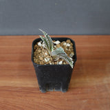 【DRAGON AGAVE】アガベ dennis哥吉拉 EC2809