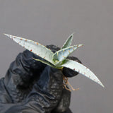 【DRAGON AGAVE】アガベ 甲蟹×屈原 EC1270