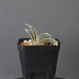 【DRAGON AGAVE】アガベ dennis哥吉拉 EC2809