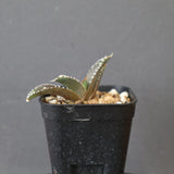 【DRAGON AGAVE】アガベ dennis哥吉拉 EC2809