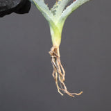 【DRAGON AGAVE】アガベ 甲蟹×屈原 EC1270