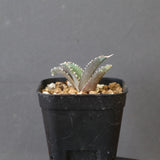 【DRAGON AGAVE】アガベ dennis哥吉拉 EC2809