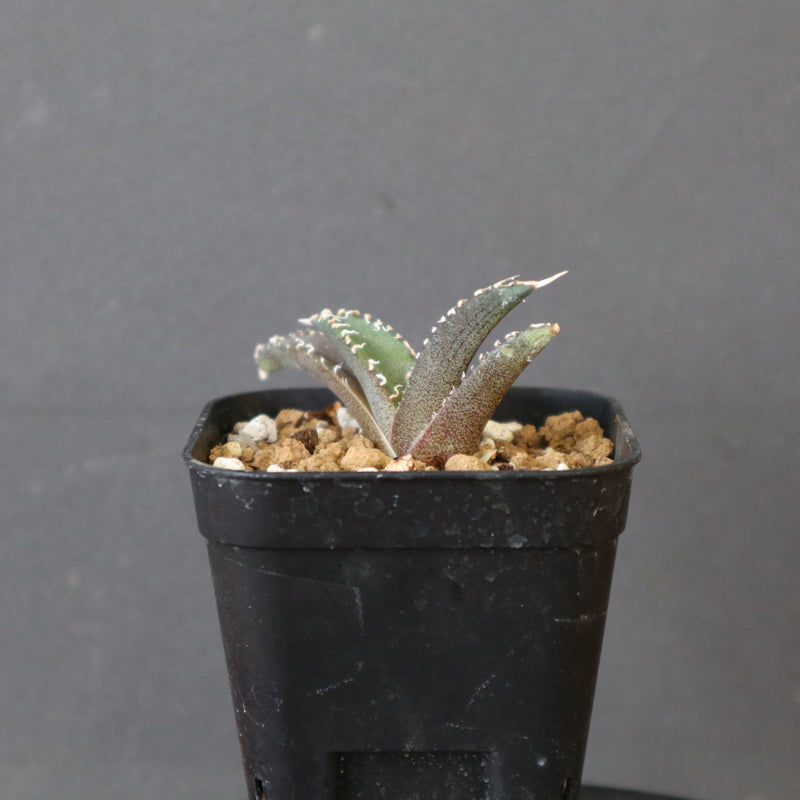 DRAGON AGAVE】アガベ dennis哥吉拉 EC2809 – TaiShoDo ONLINE SHOP