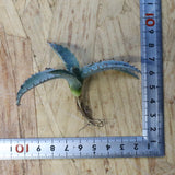 【DRAGON AGAVE】アガベ 甲蟹×屈原 EC1271