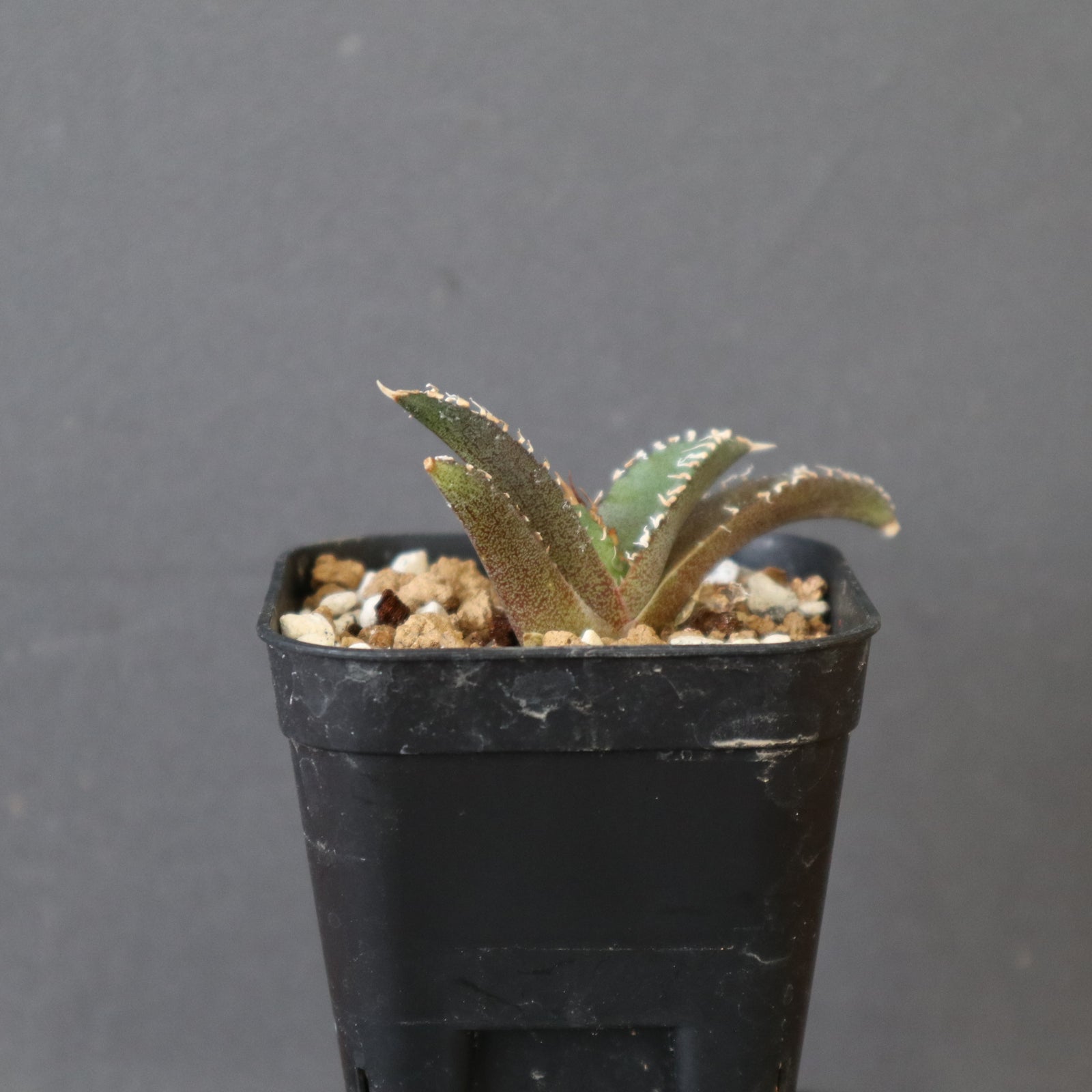 DRAGON AGAVE】アガベ dennis哥吉拉 EC2809 – TaiShoDo ONLINE SHOP