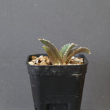 【DRAGON AGAVE】アガベ dennis哥吉拉 EC2809