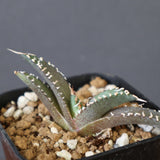 【DRAGON AGAVE】アガベ dennis哥吉拉 EC2809