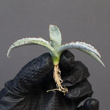 【DRAGON AGAVE】アガベ 甲蟹×屈原 EC1271