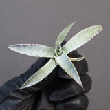 【DRAGON AGAVE】アガベ 甲蟹×屈原 EC1271