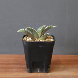 【DRAGON AGAVE】アガベ dennis哥吉拉 EC2808