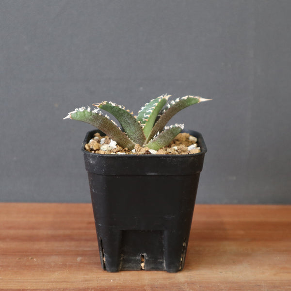 Dragon Agave – TaiShoDo ONLINE SHOP