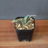 【DRAGON AGAVE】アガベ dennis哥吉拉 EC2808