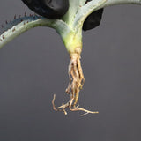 【DRAGON AGAVE】アガベ 甲蟹×屈原 EC1271