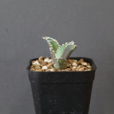 【DRAGON AGAVE】アガベ dennis哥吉拉 EC2808