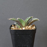 【DRAGON AGAVE】アガベ dennis哥吉拉 EC2808