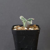 【DRAGON AGAVE】アガベ dennis哥吉拉 EC2808