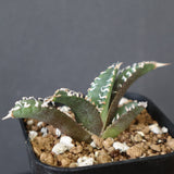 【DRAGON AGAVE】アガベ dennis哥吉拉 EC2808