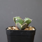 【DRAGON AGAVE】アガベ 達摩 EC2816