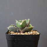 【DRAGON AGAVE】アガベ 達摩 EC2816