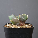 【DRAGON AGAVE】アガベ 達摩 EC2816