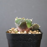 【DRAGON AGAVE】アガベ 達摩 EC2816