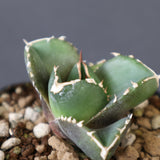【DRAGON AGAVE】アガベ 達摩 EC2816